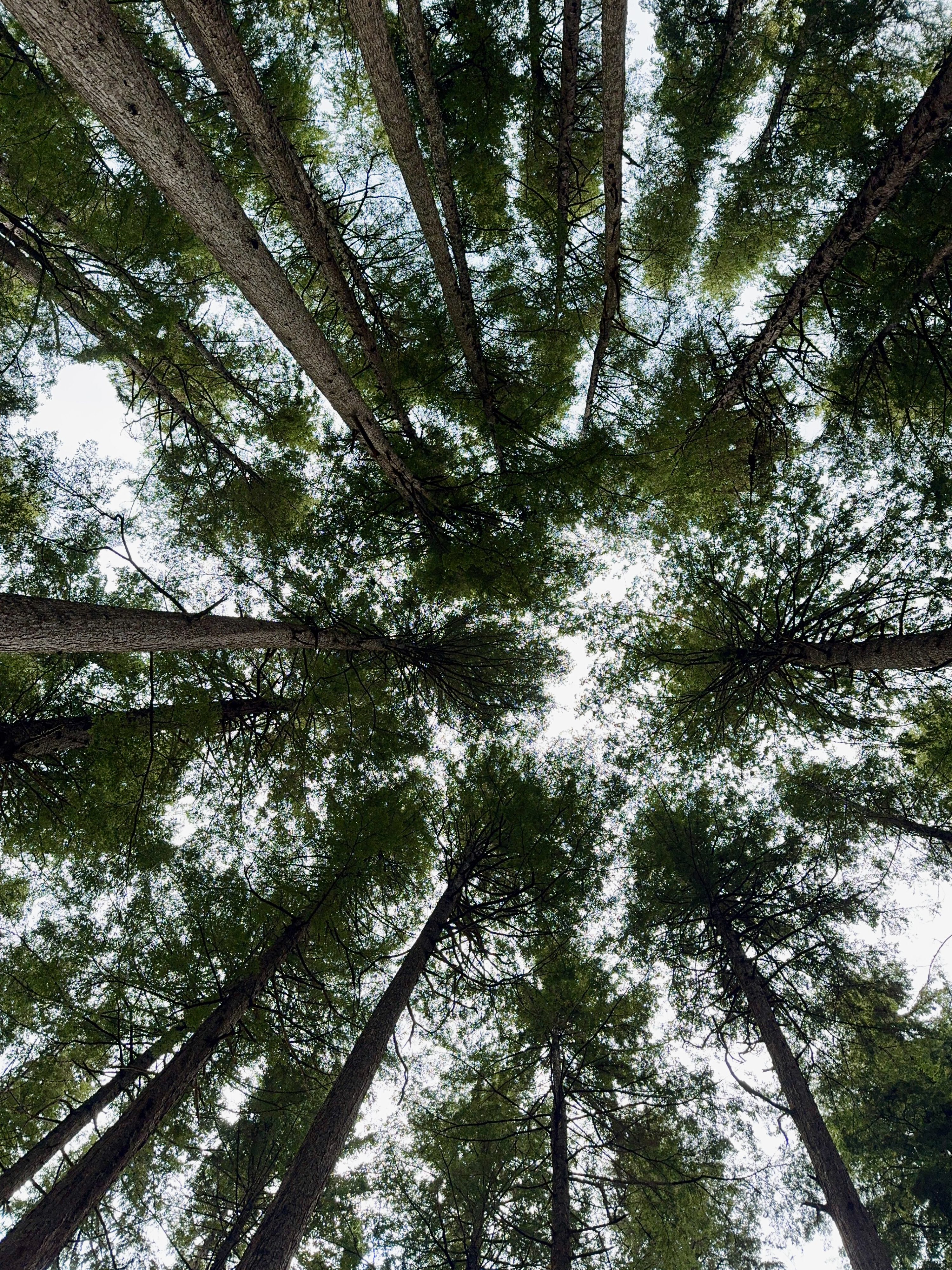 Looking into the trees