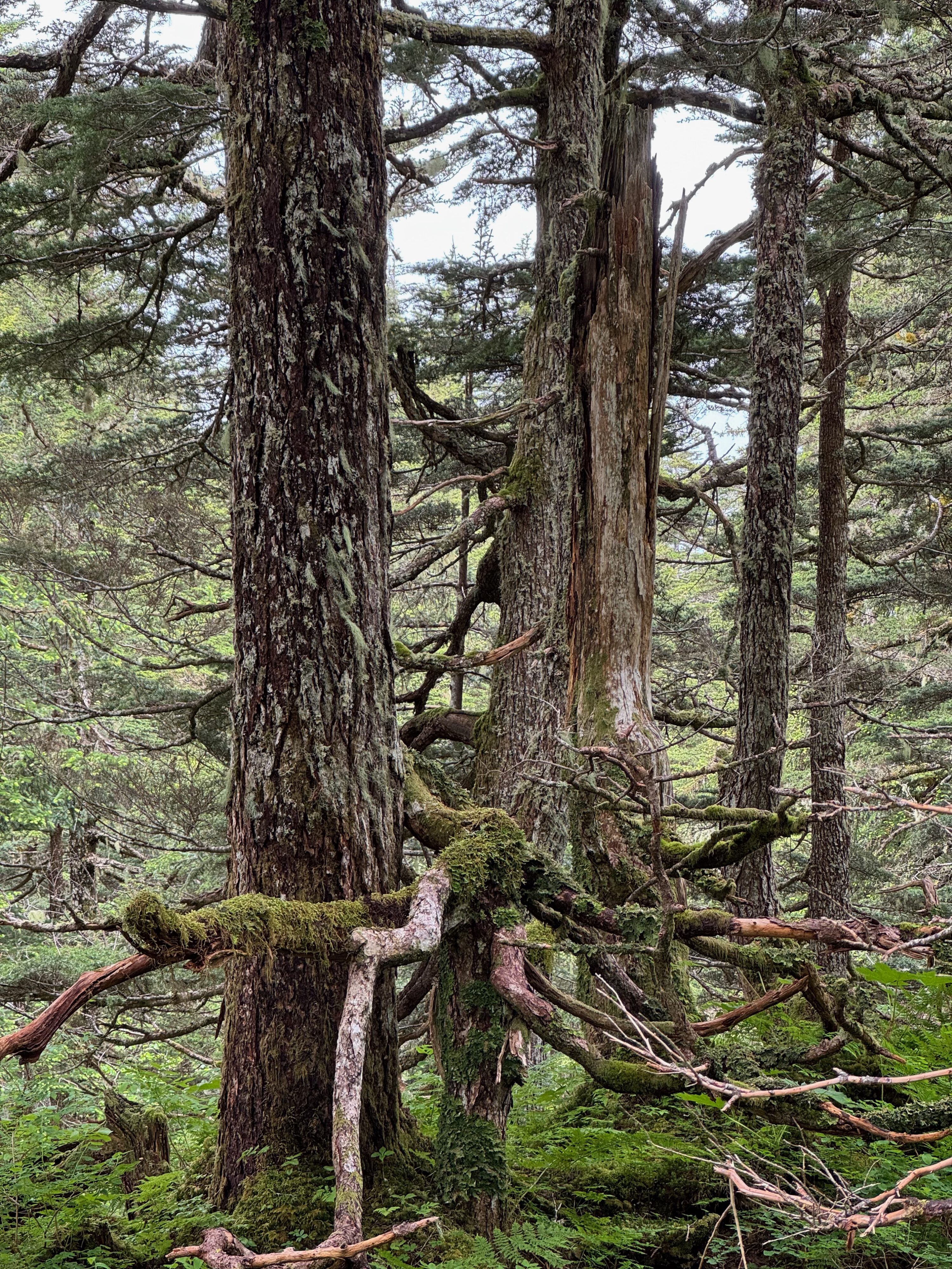 Lush rainforest @ Mount Roberts